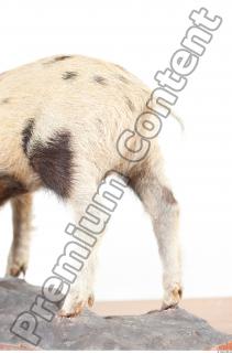 Pig body photo reference 0003
